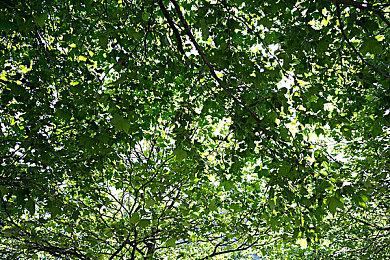 《家园》团队打造！RTS游戏《穿越火线：军团》4月26日推出